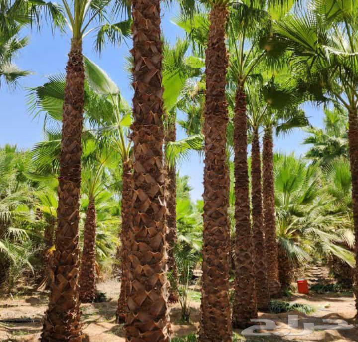 Installation of fences and palm trees64572868193666114