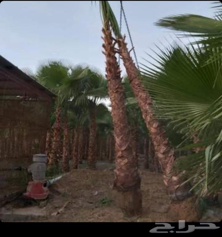 فن تنسيق وتصميم الحديق64572868583041113