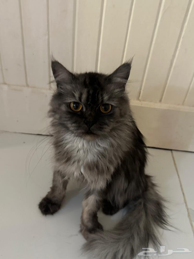 قطط للتبني جده64563329767297114
