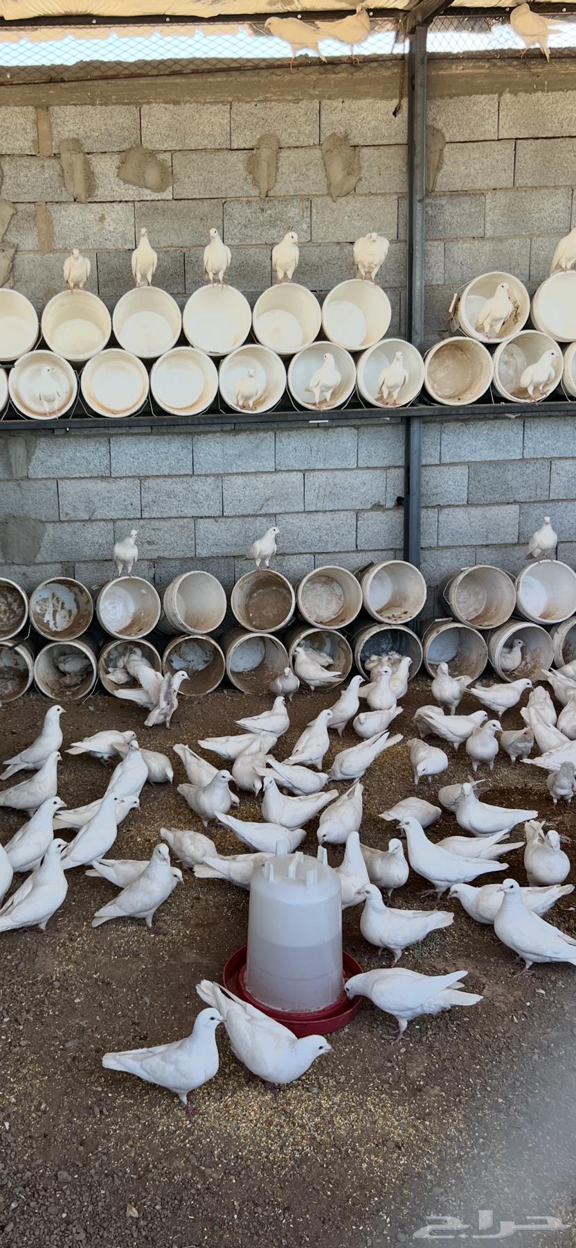 حمام فرنسي عين حمراء سوبر جامبو منتج بغزاره64563421698945111