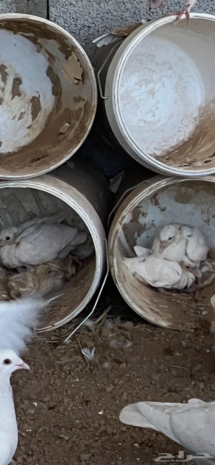 حمام فرنسي عين حمراء سوبر جامبو منتج بغزاره64563421698945112