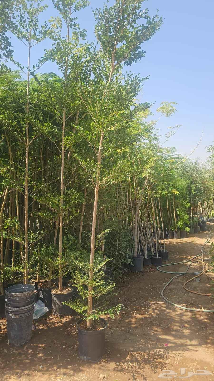 Olive trees, old and Washington palms64563375852803111