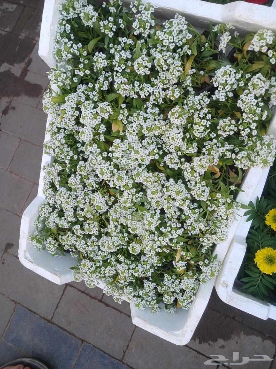 Nursery for landscaping, tree planting, and tree trimming64572720394881114