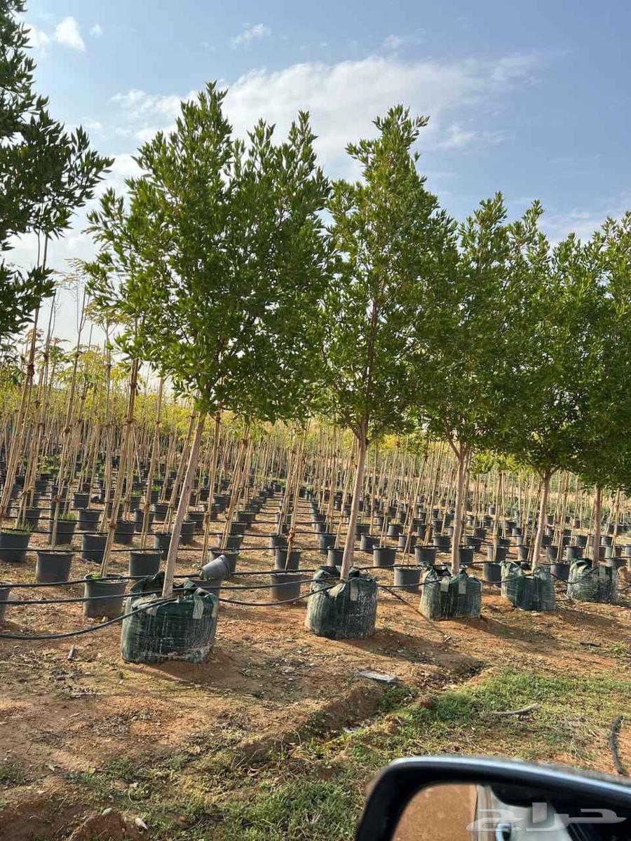 Olive trees, old and Washington palms64563375852803112