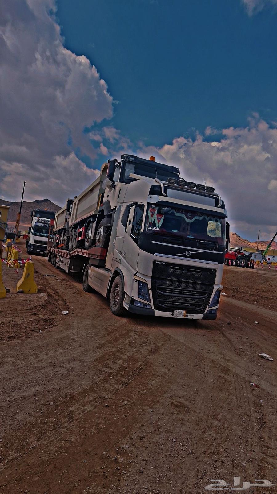 لوبد متواجد في القصيم بريده64582486654083110