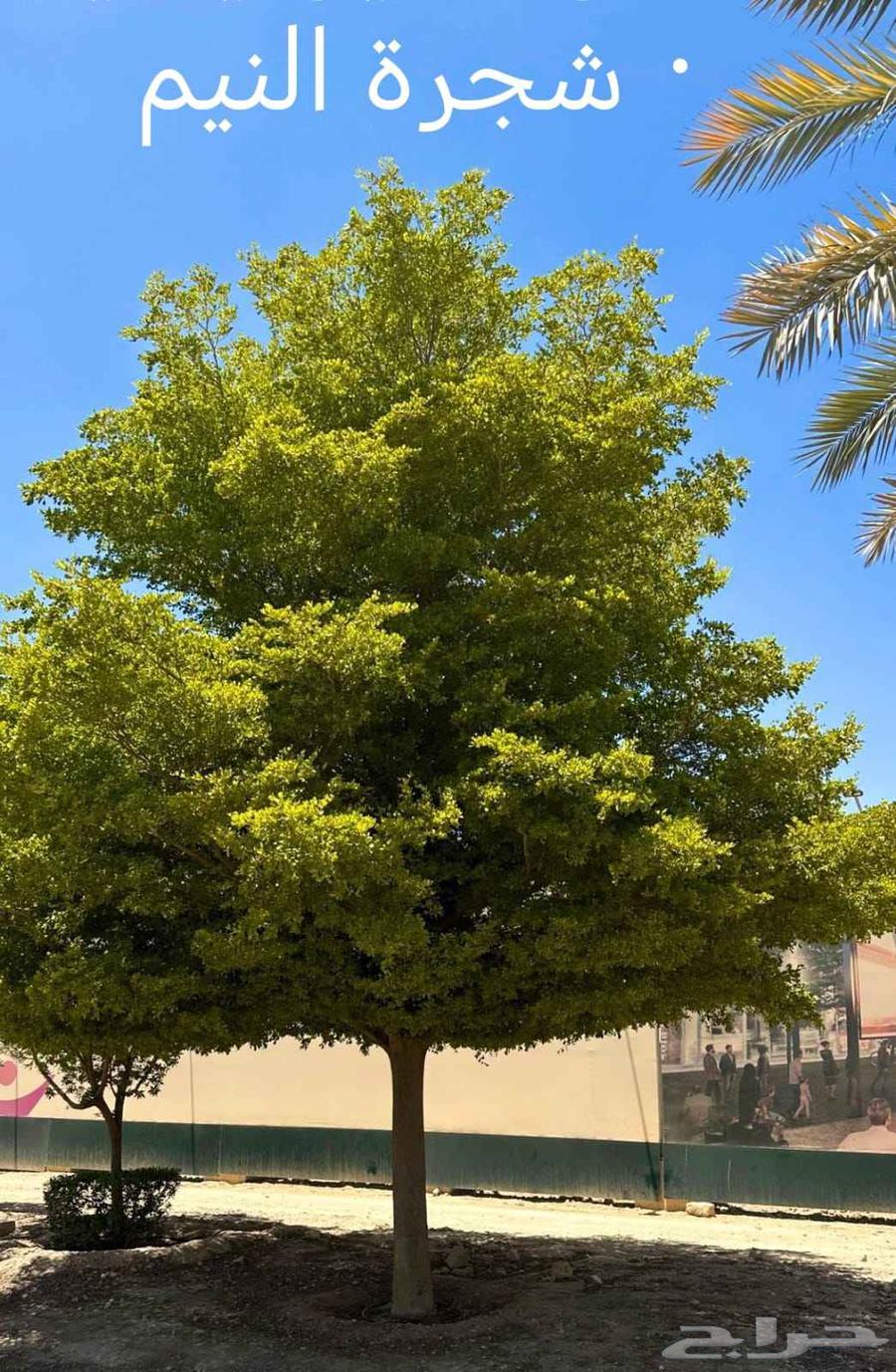 مشتل ابناء الصعيد64572966606977112