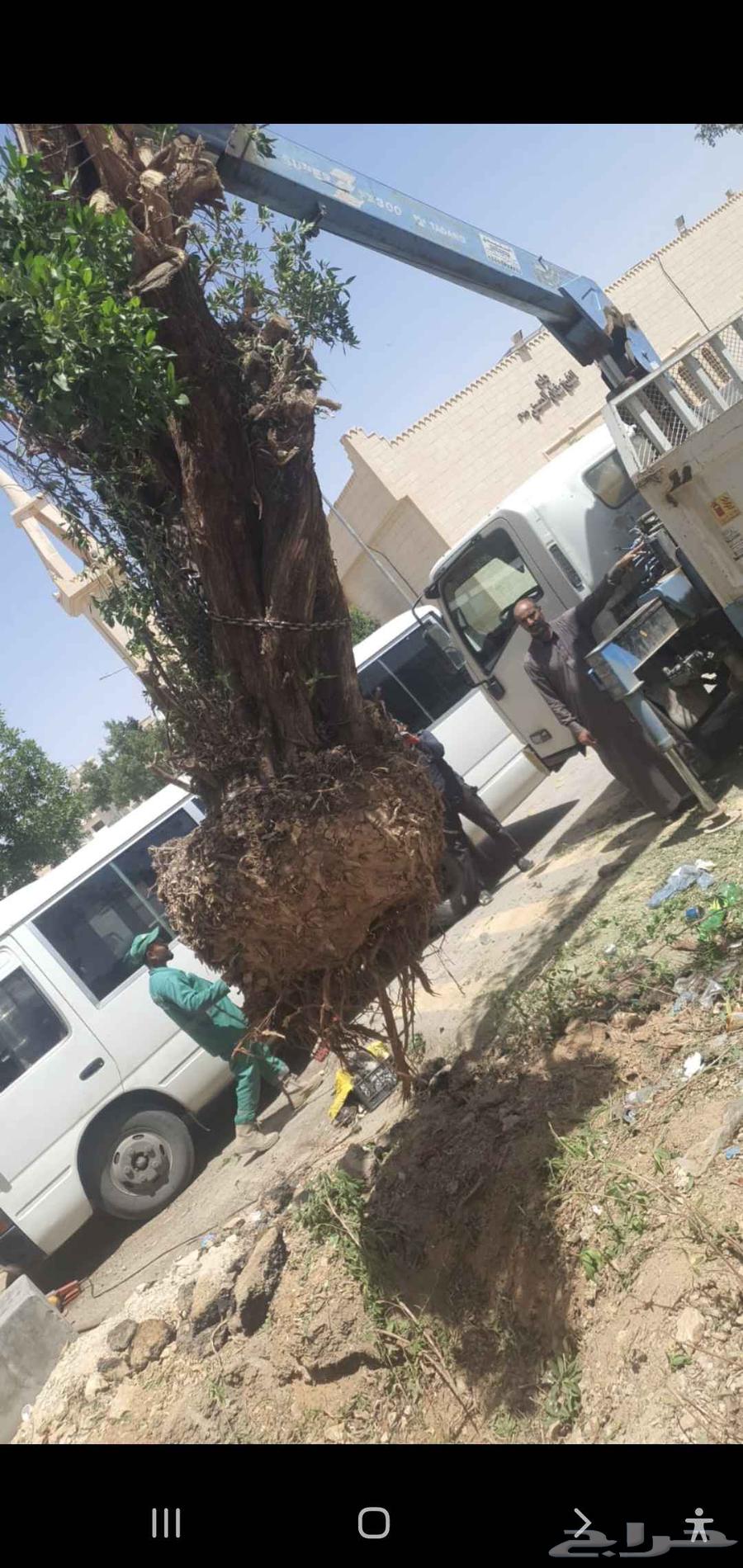 قص اشجار عشب طبيعي شبكات ري64572966477315112