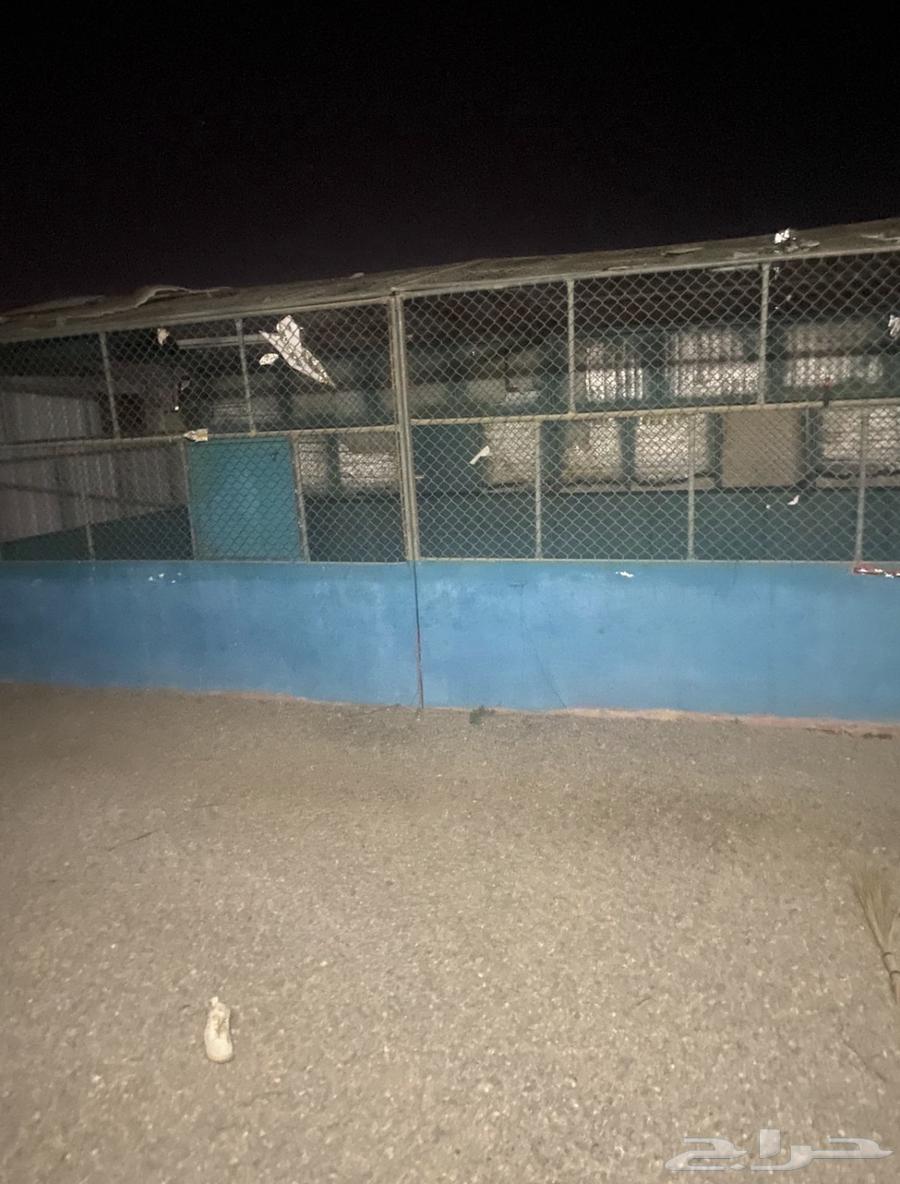 شبوك غنم حديد العدد 3 للبيع64572918051075111