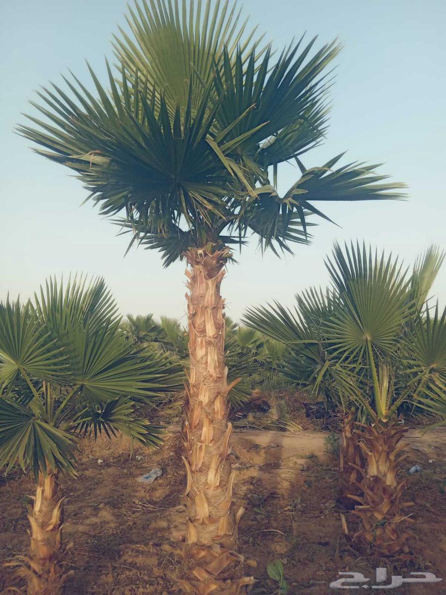 نخل واشنطن زيه للبيع64582388717443113