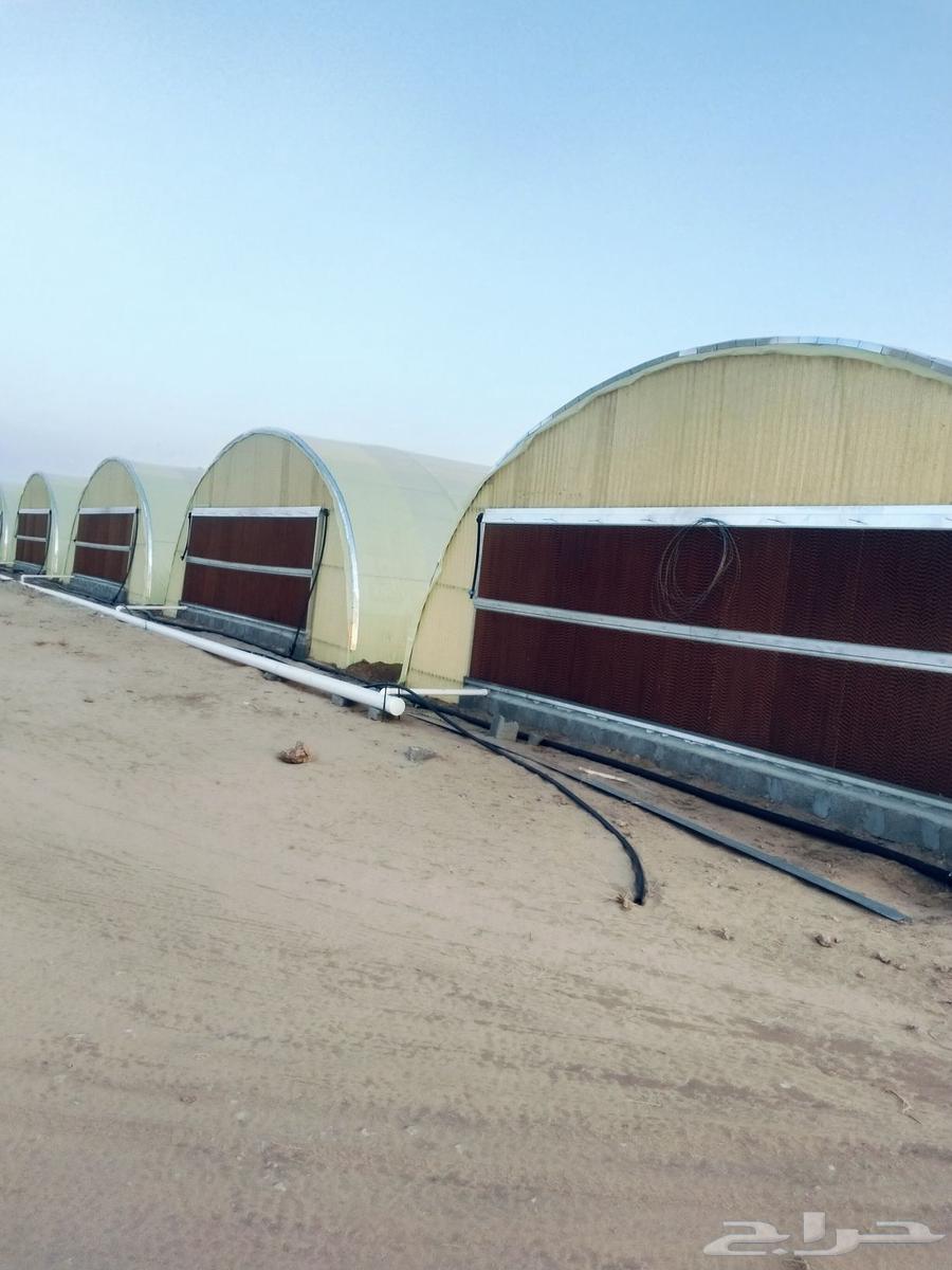 Engineer for installing insulated and non-insulated greenhouses64582501784449112