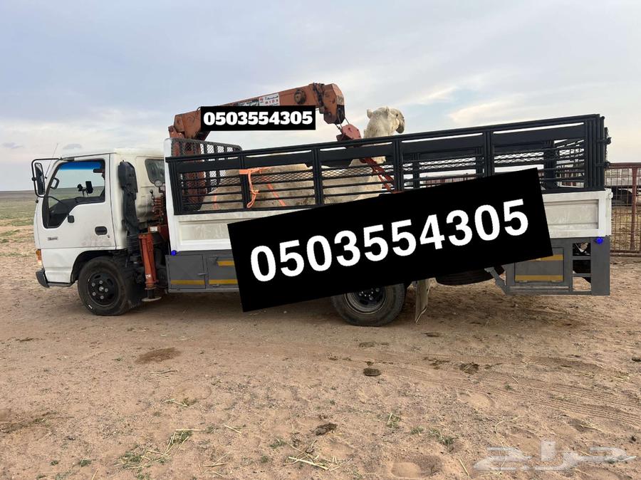Dina for transporting camels and livestock64582421567747110