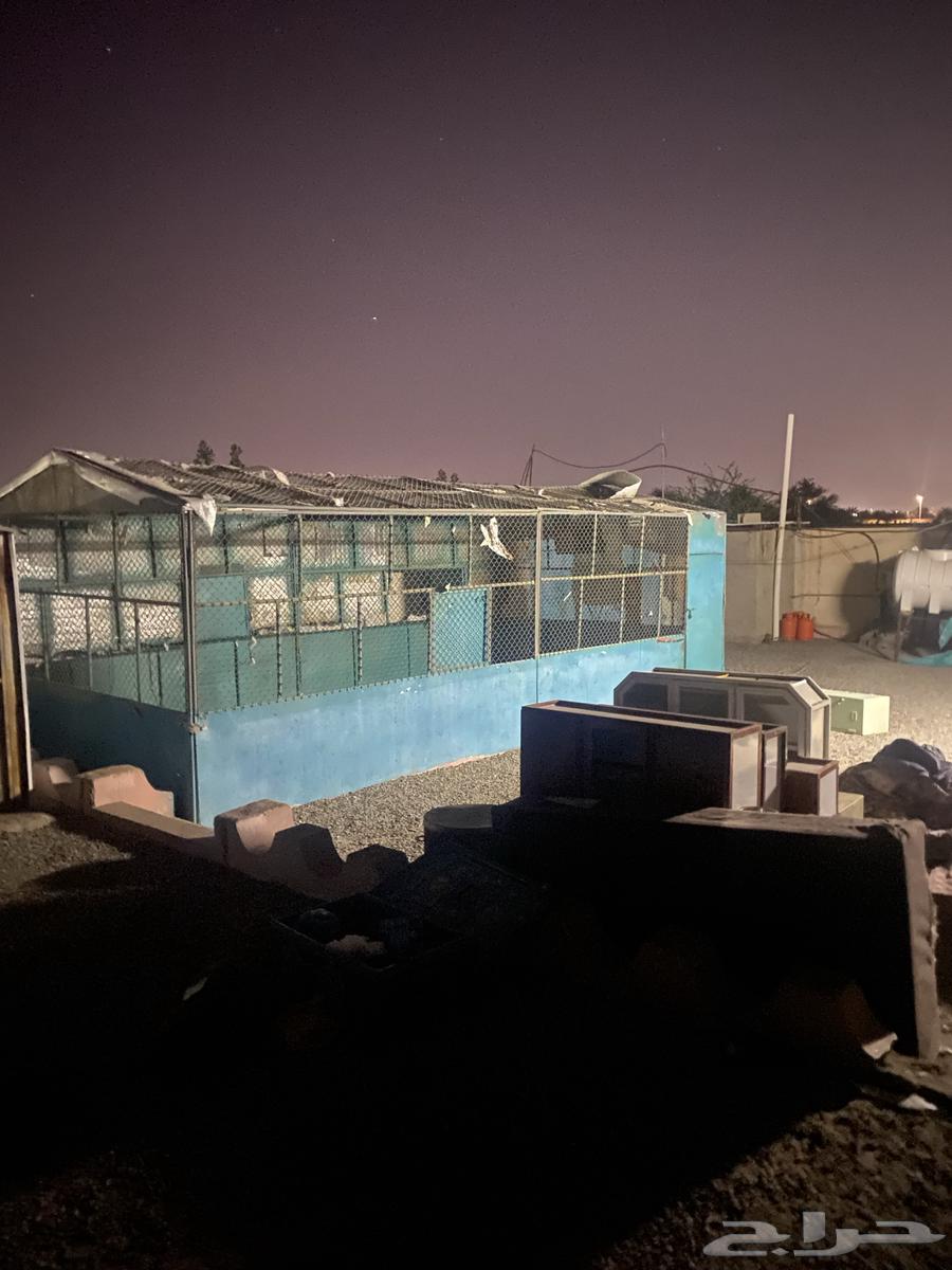 شبوك غنم حديد العدد 3 للبيع64572918051075113