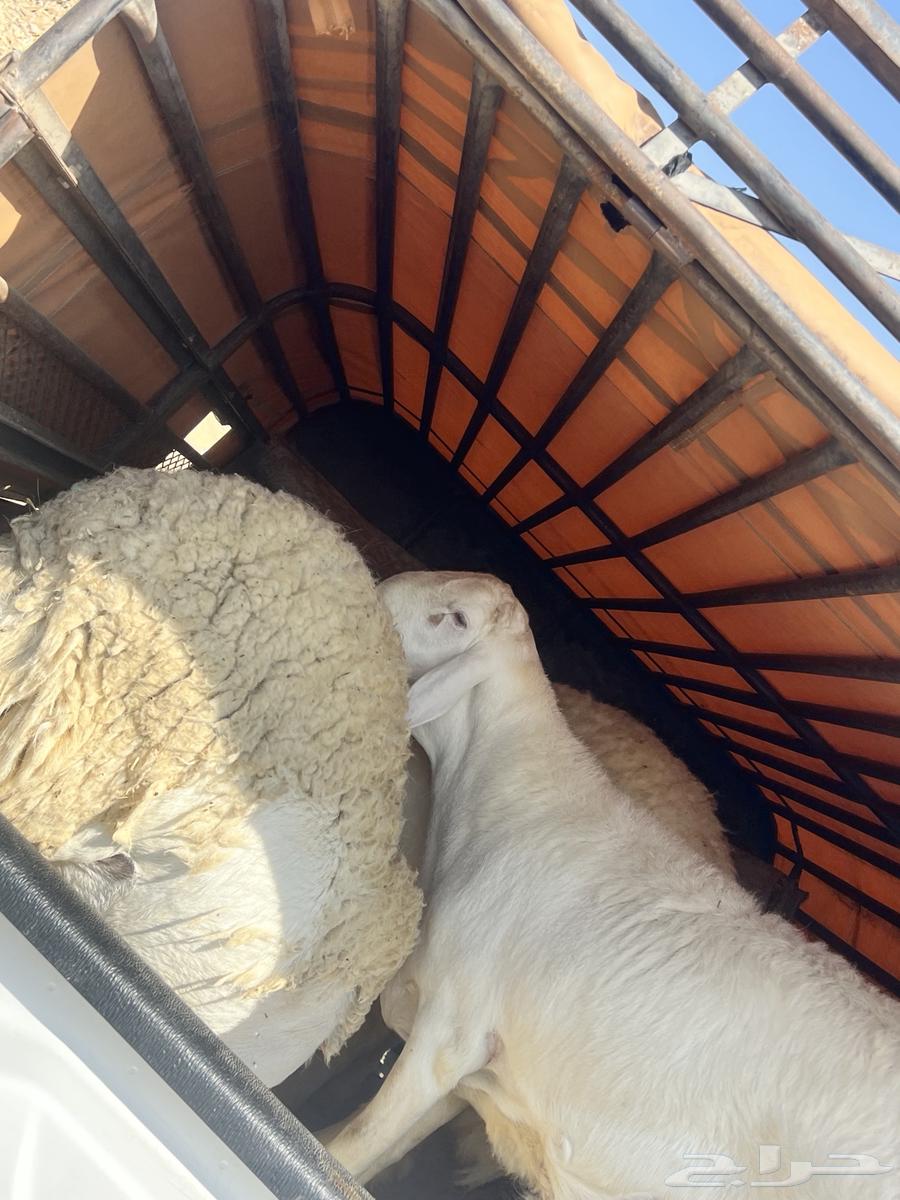 Halal transporter available in Taif, Mecca, Jeddah, and we deliver to all areas64589413472129113