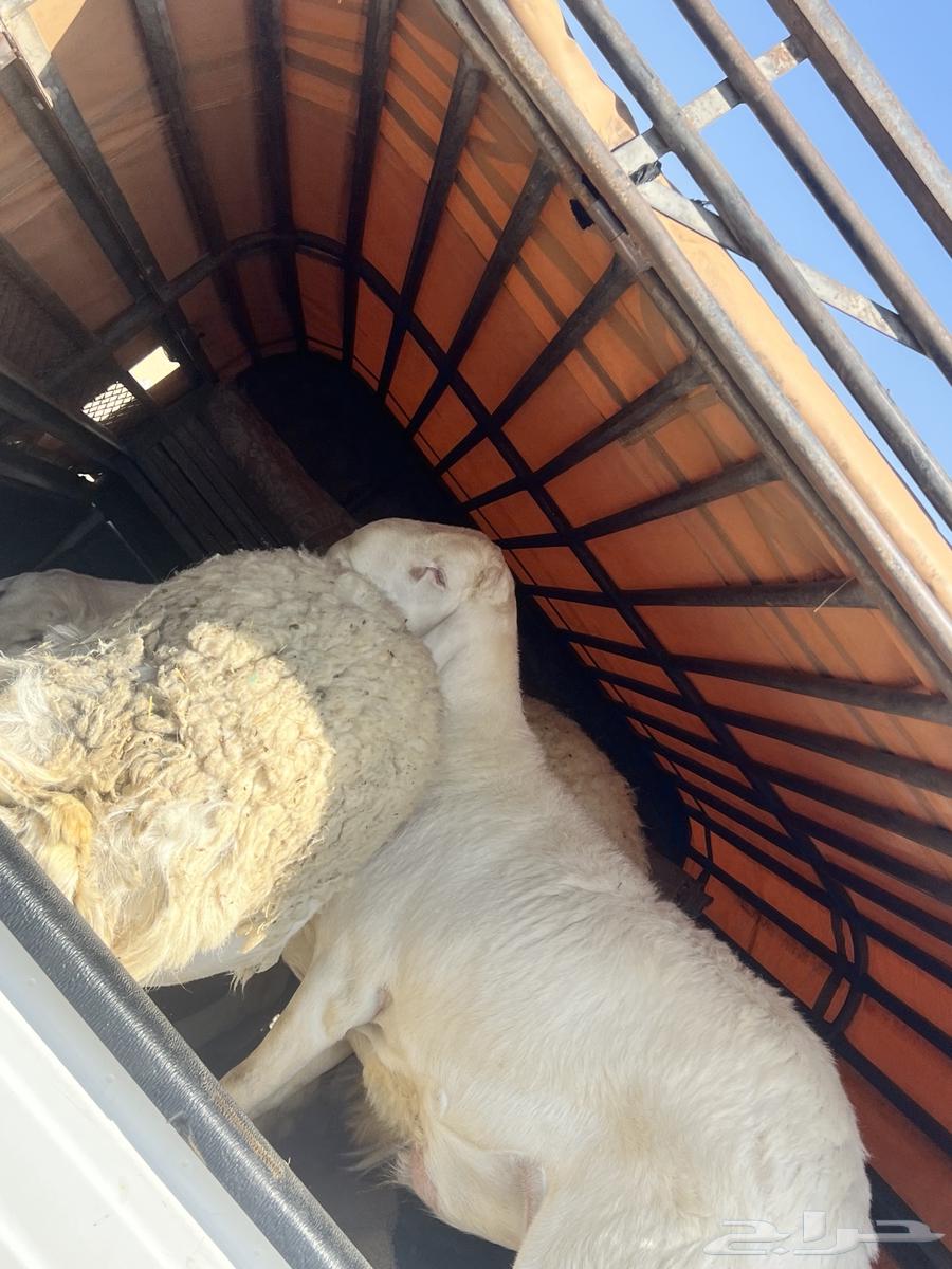 Halal transporter available in Taif, Mecca, Jeddah, and we deliver to all areas64589413472129112