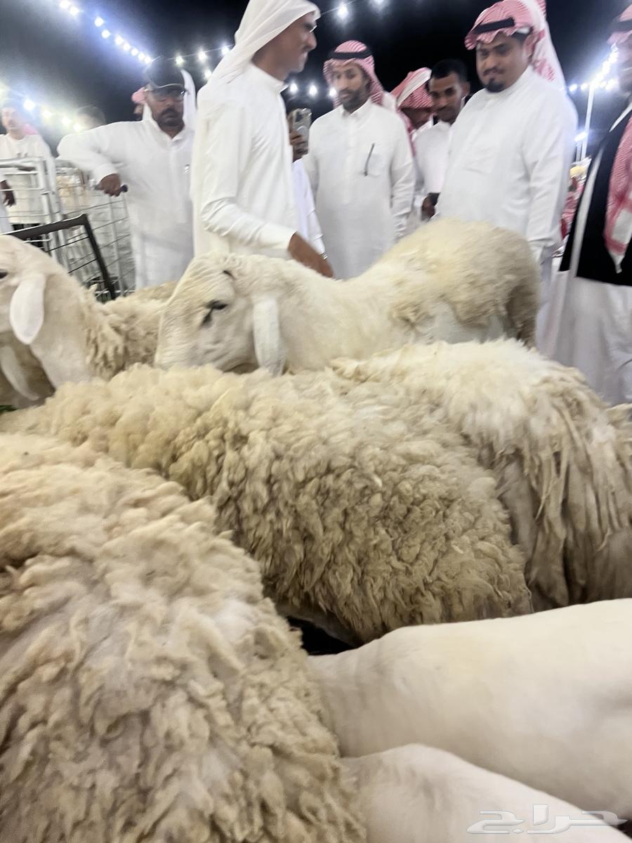 Halal transporter available in Taif, Mecca, Jeddah, and we deliver to all areas64589413472129111