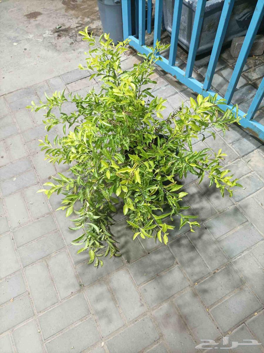 احمد الصعيدي لتنسيق الحدائق العامة والخاصة وزراعة العشب الطب64582549043457113