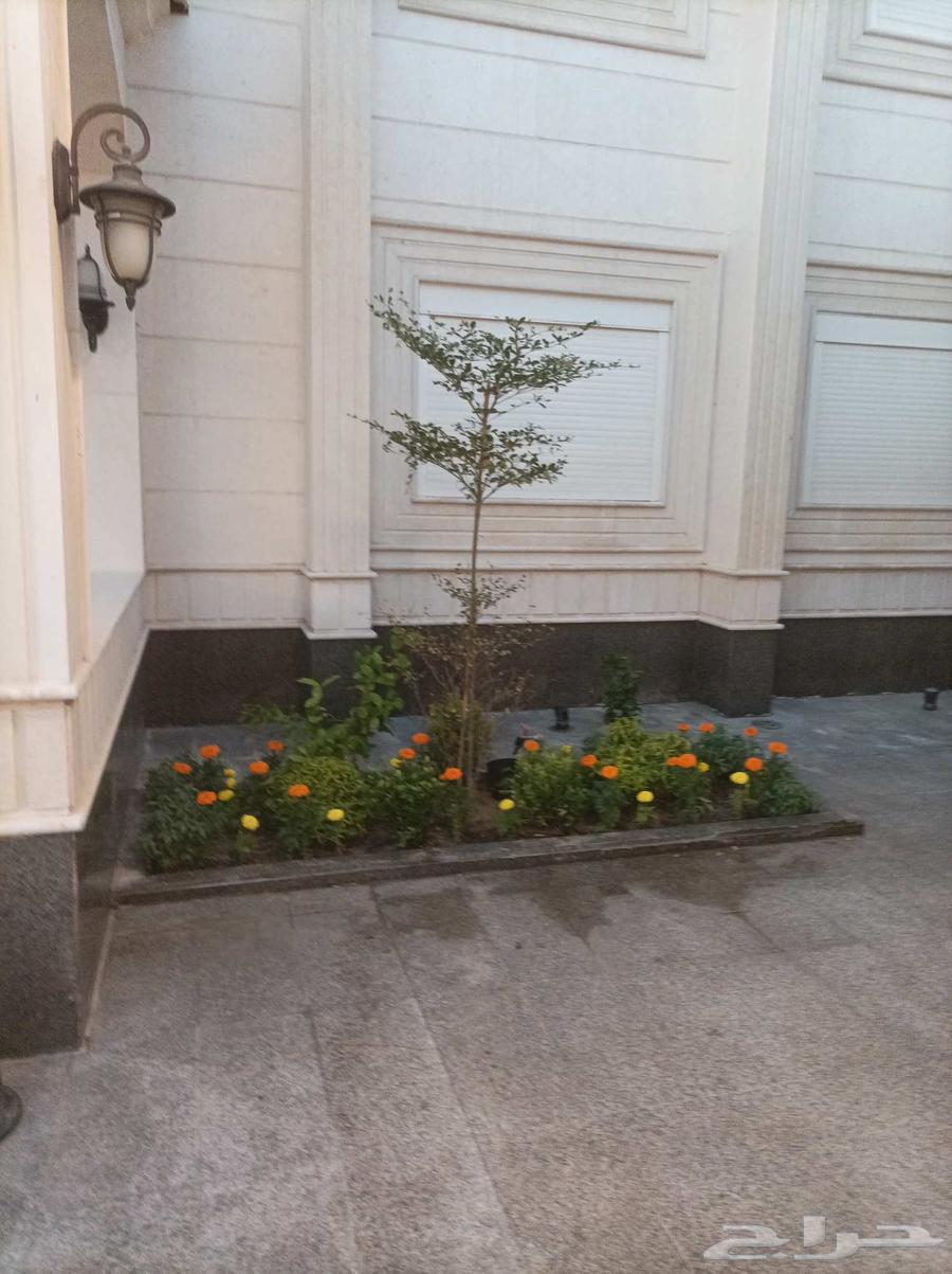 احمد الصعيدي لتنسيق الحدائق العامة والخاصة وزراعة العشب الطب64582549043457114