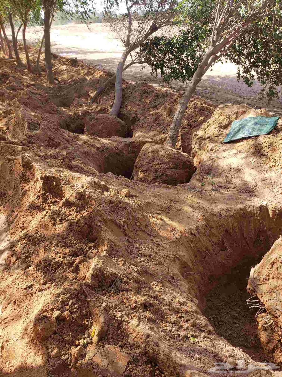 نقوم بقلع جميع انواع الاشجار وايضن نقوم بتوريد جميع انواع ال64593949890306114