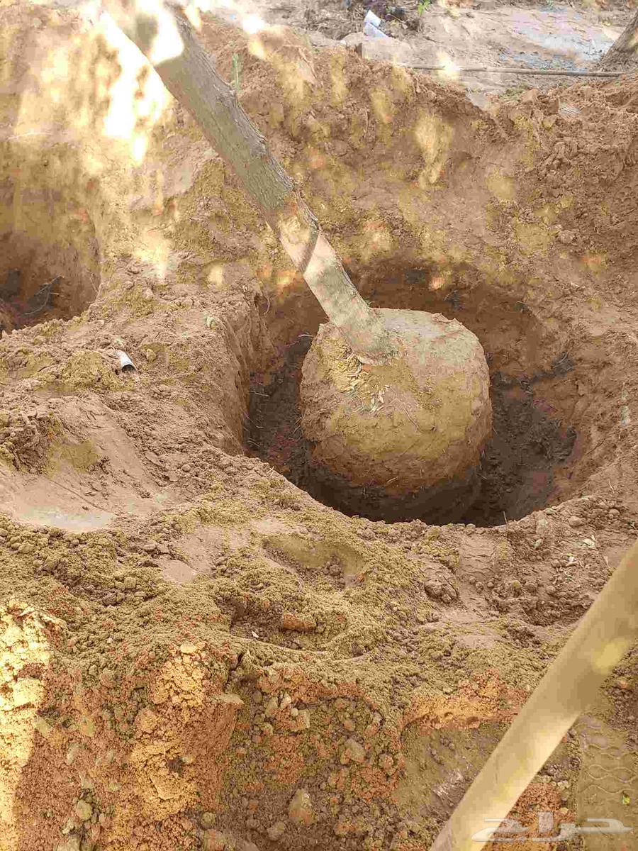 نقوم بقلع جميع انواع الاشجار وايضن نقوم بتوريد جميع انواع ال64593949890306113