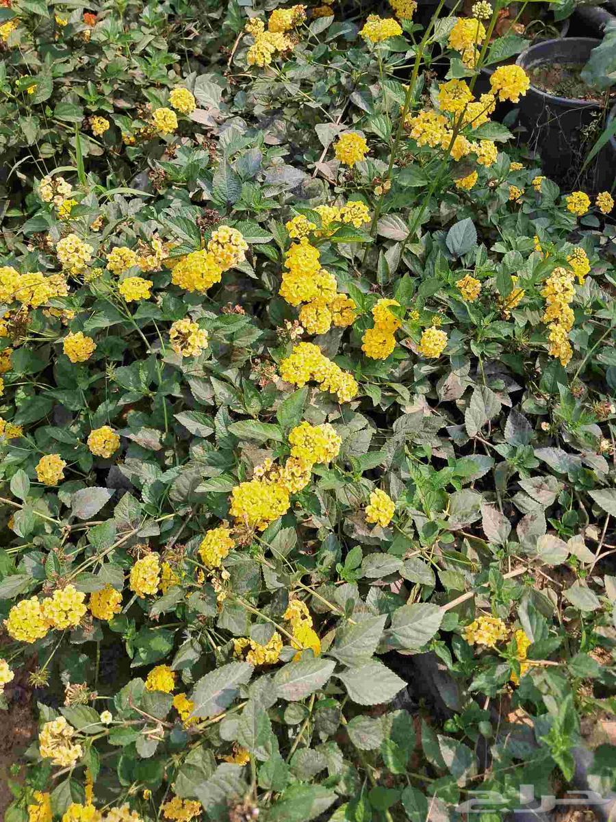 مشتل ابناء الصعيد64572966606977110