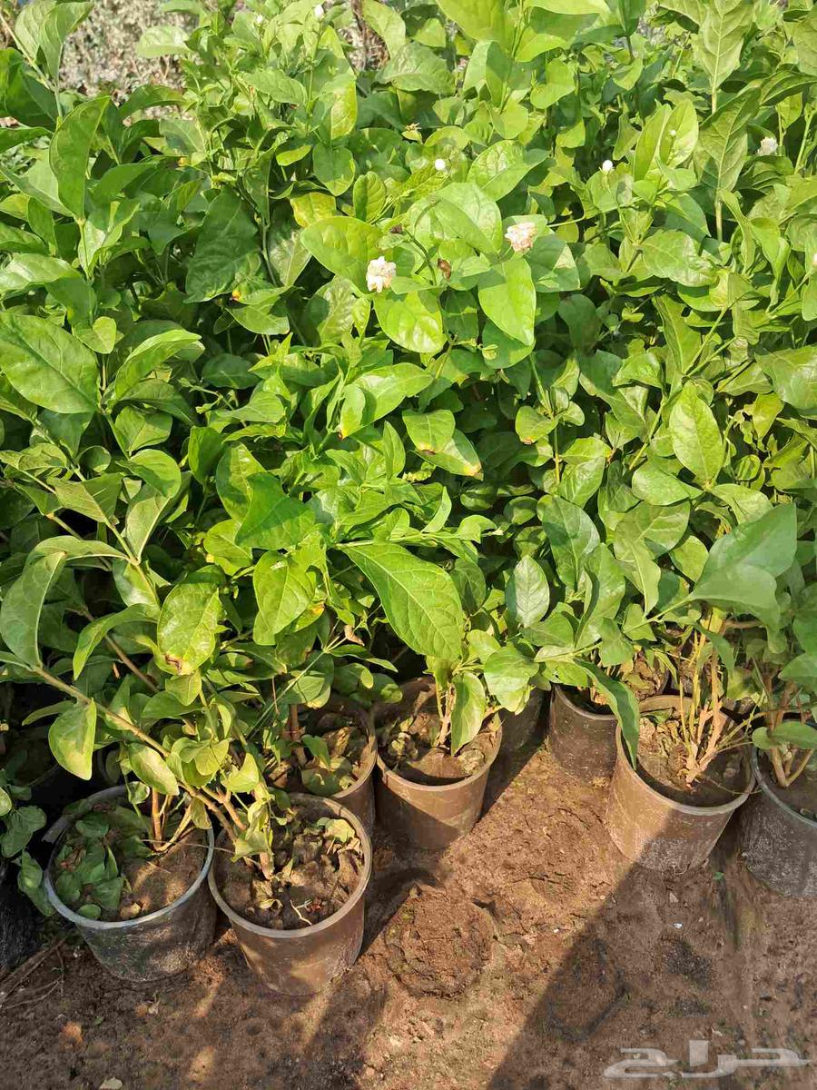 مشتل ابناء الصعيد64572966606977113