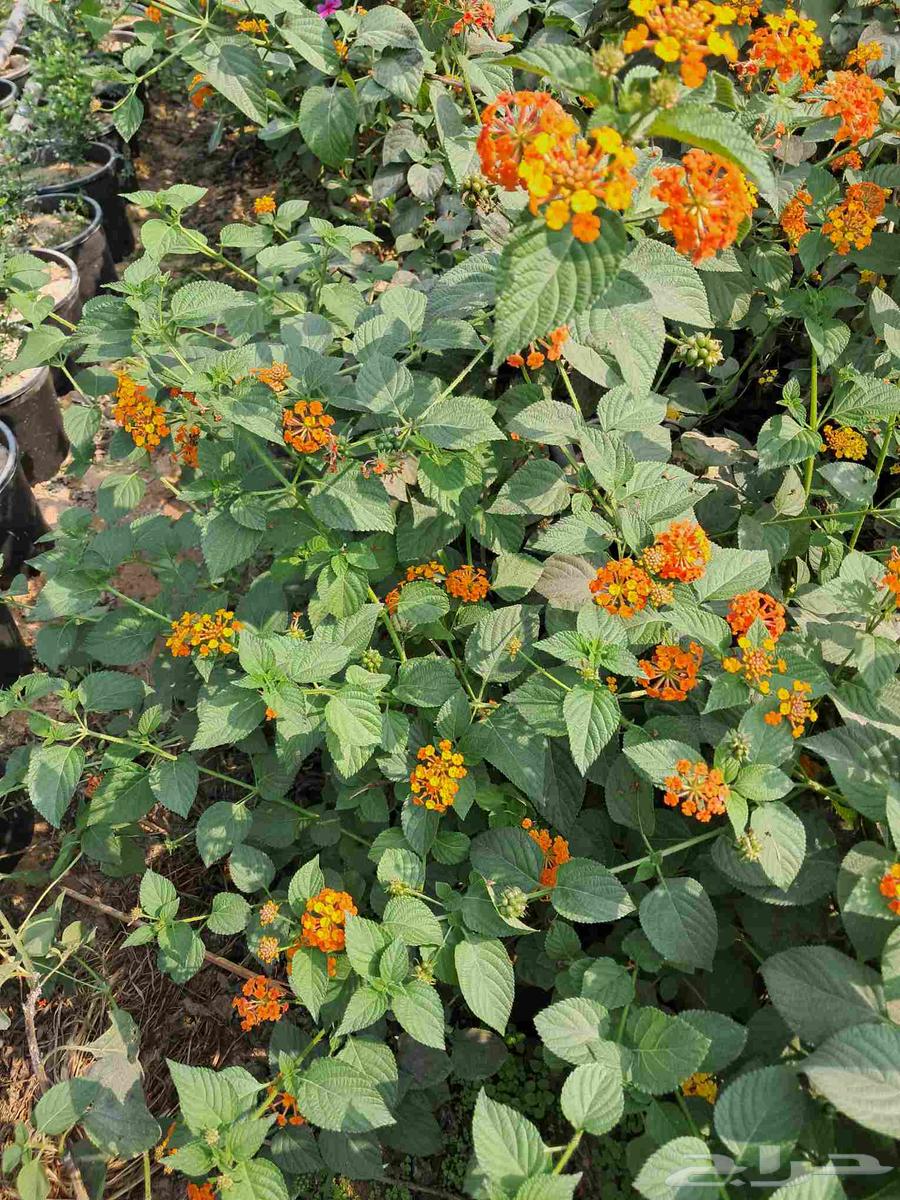 مشتل ابناء الصعيد64572966606977111