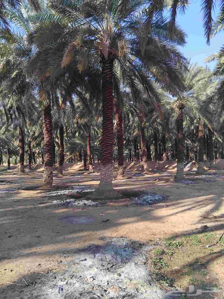 We have workers for breeding, incubation, and chick hatching64572948842115111