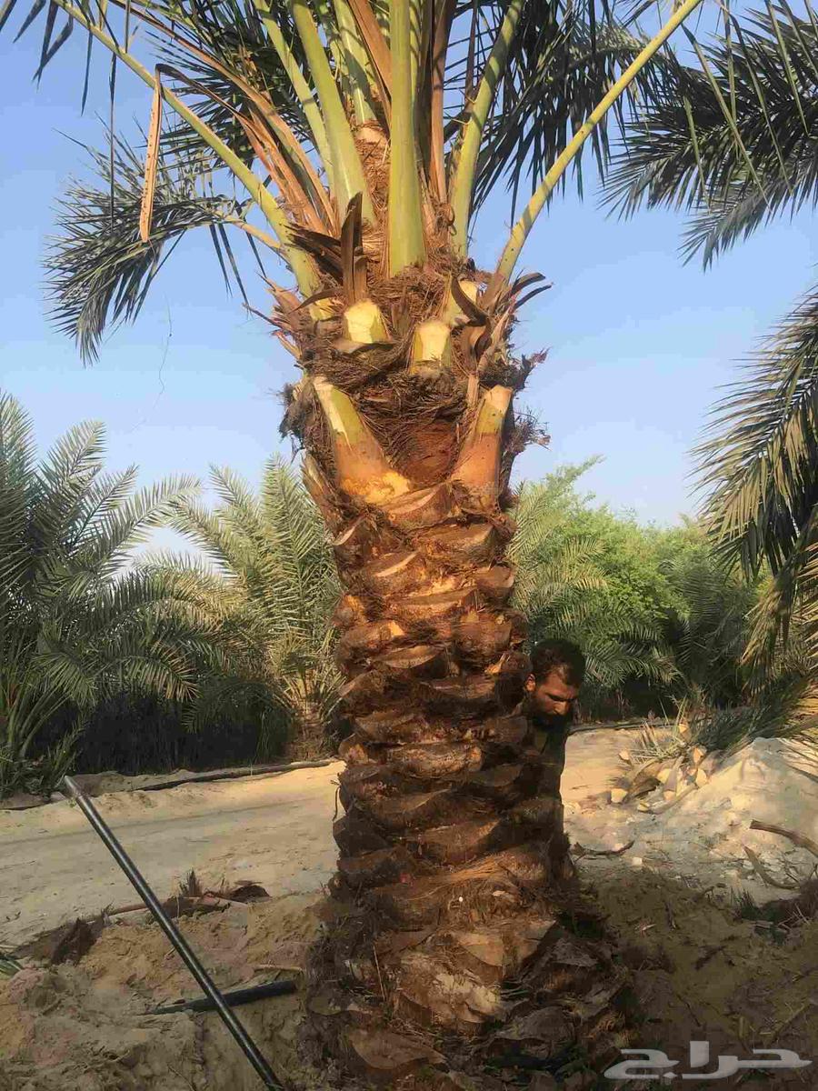 مشتل ابناء الصعيد64572966606977114