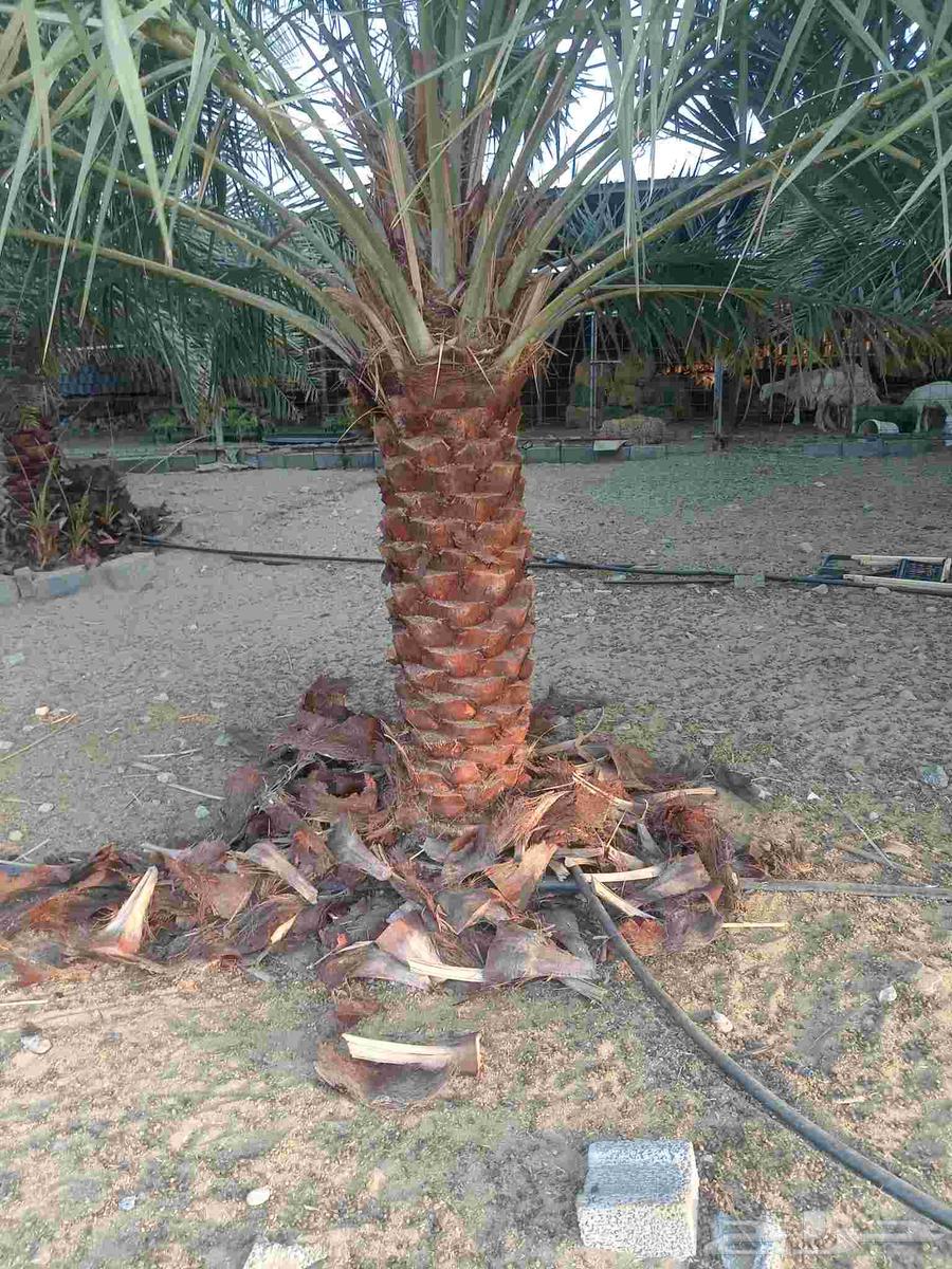 Supply and installation of all types of palm trees, removal, planting, and irrigation. Contact via64582612810498110