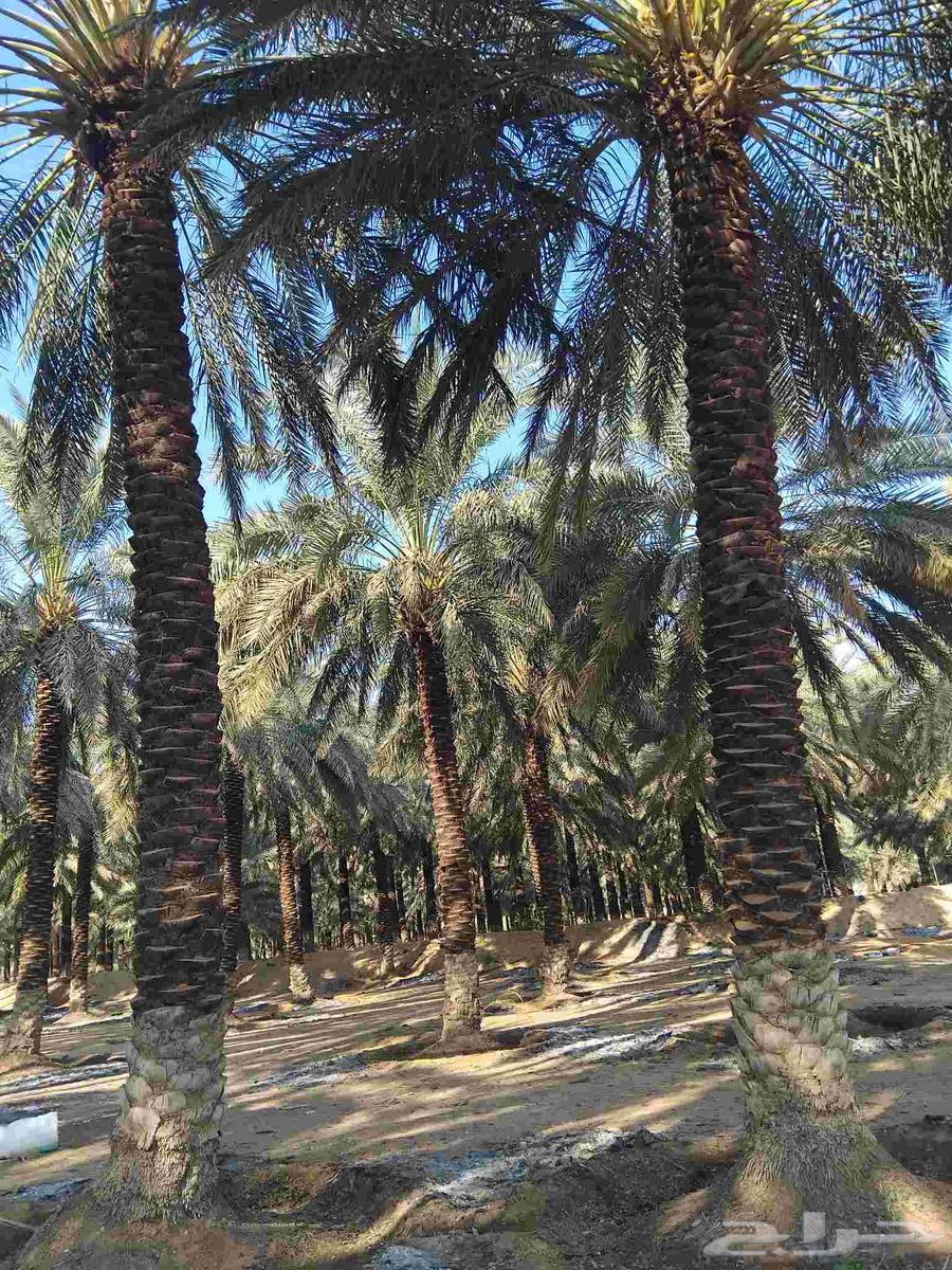 We have workers for breeding, incubation, and chick hatching64572948842115110