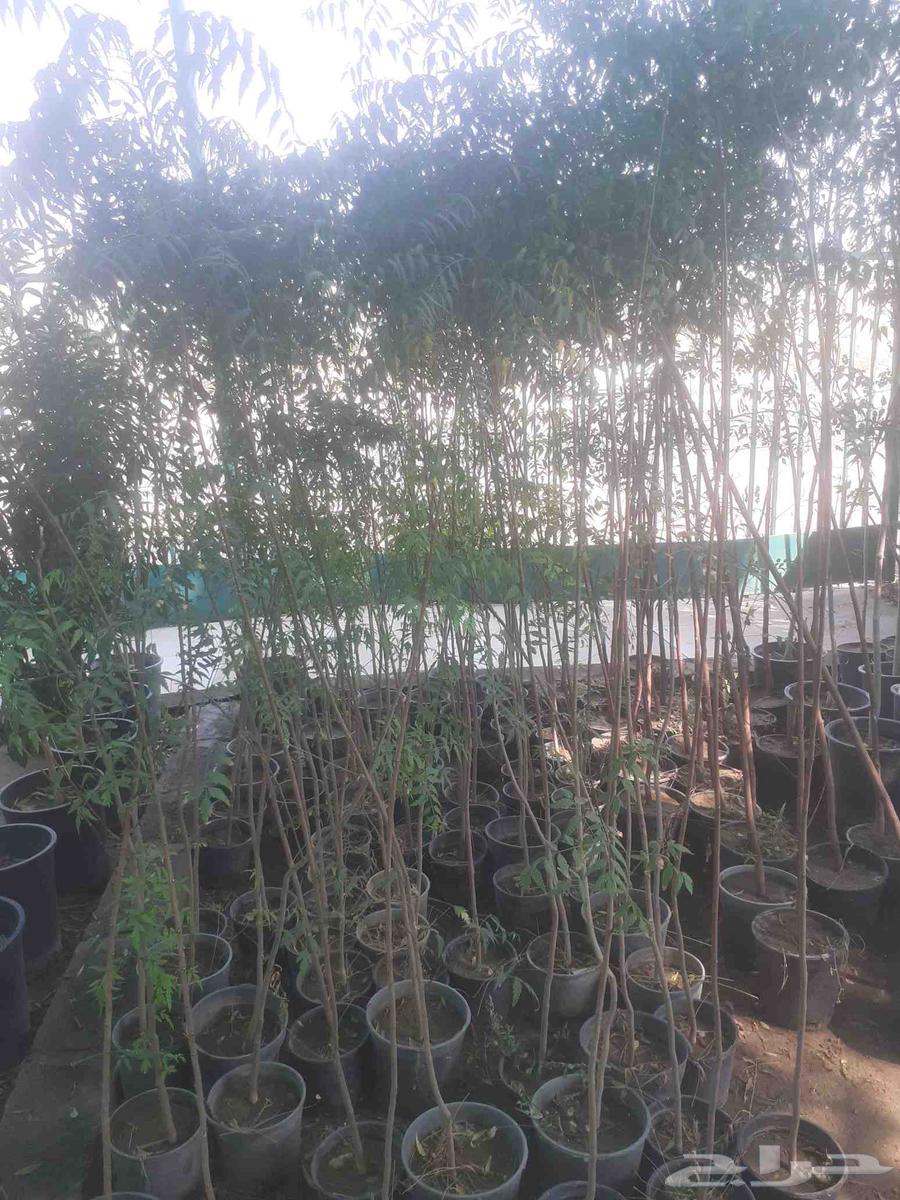 زراعه جميع انواع الاشجار النخل والنجيل وكل ما يتعلق بالزراعه64572950614402114