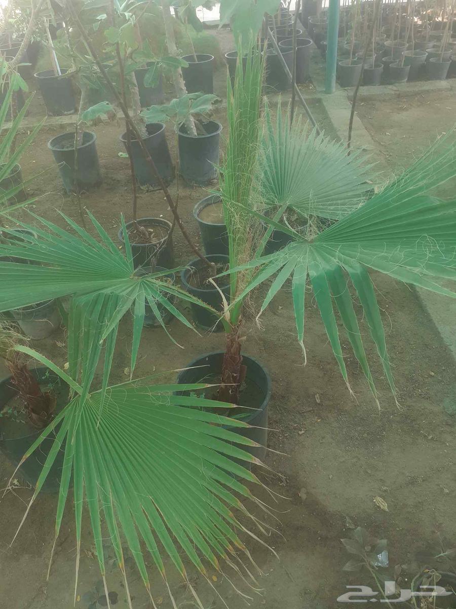 زراعه جميع انواع الاشجار النخل والنجيل وكل ما يتعلق بالزراعه64572950614402111