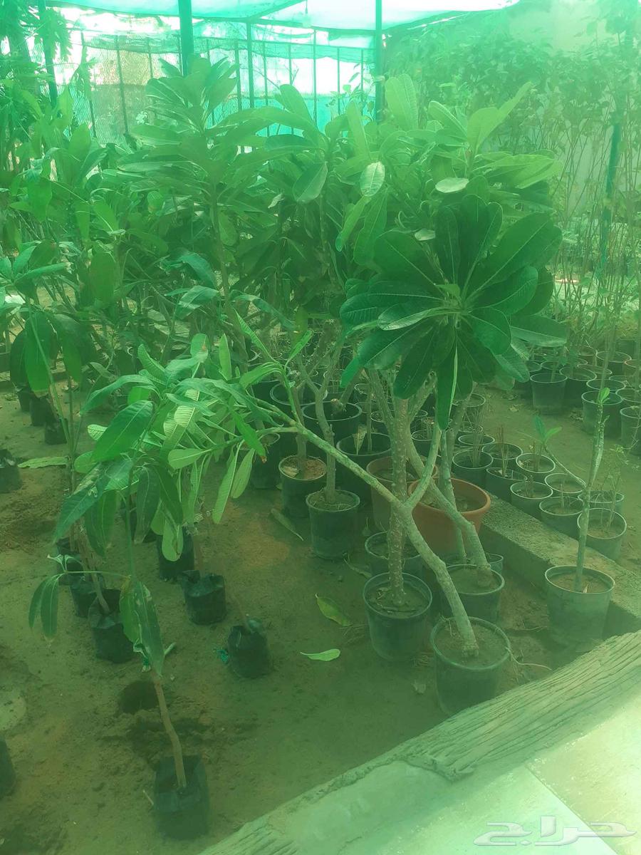 زراعه جميع انواع الاشجار النخل والنجيل وكل ما يتعلق بالزراعه64572950614402113