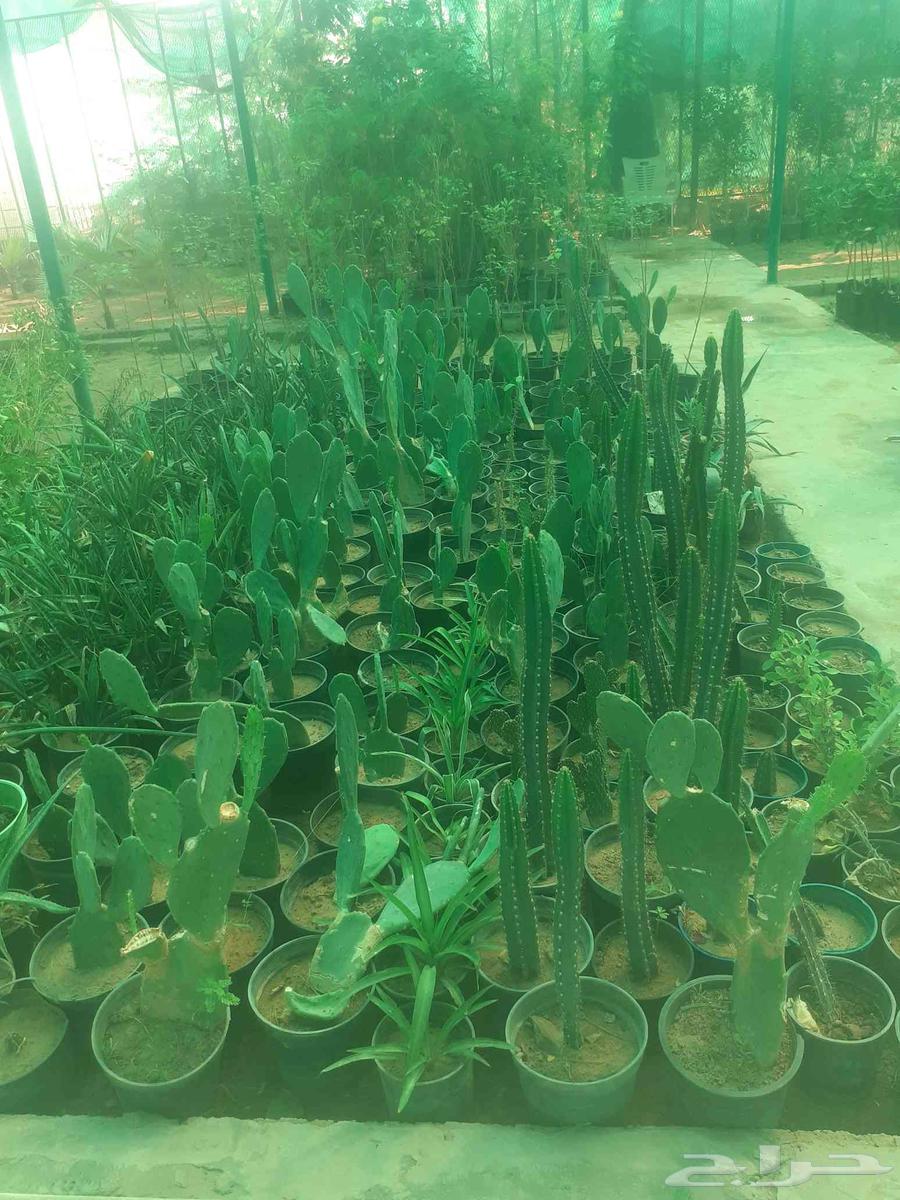 زراعه جميع انواع الاشجار النخل والنجيل وكل ما يتعلق بالزراعه64572950614402112