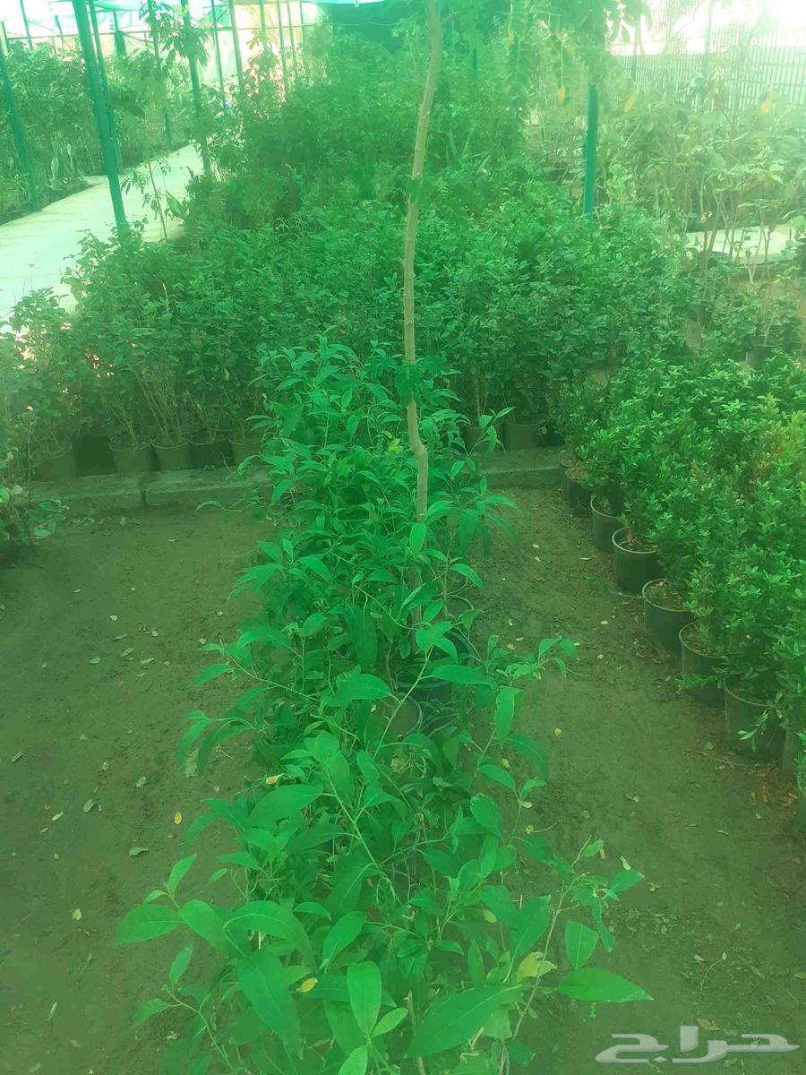 زراعه جميع انواع الاشجار النخل والنجيل وكل ما يتعلق بالزراعه64572950614402110