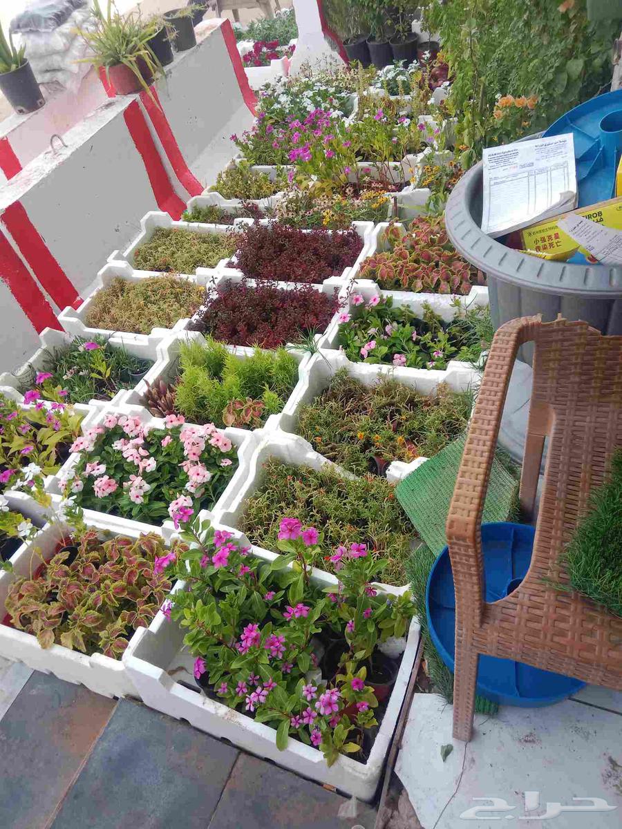 محمد الصعيدى للمقاولات وتصميم وانشاء الحدائق وتنسيق المزارع64582580434179110