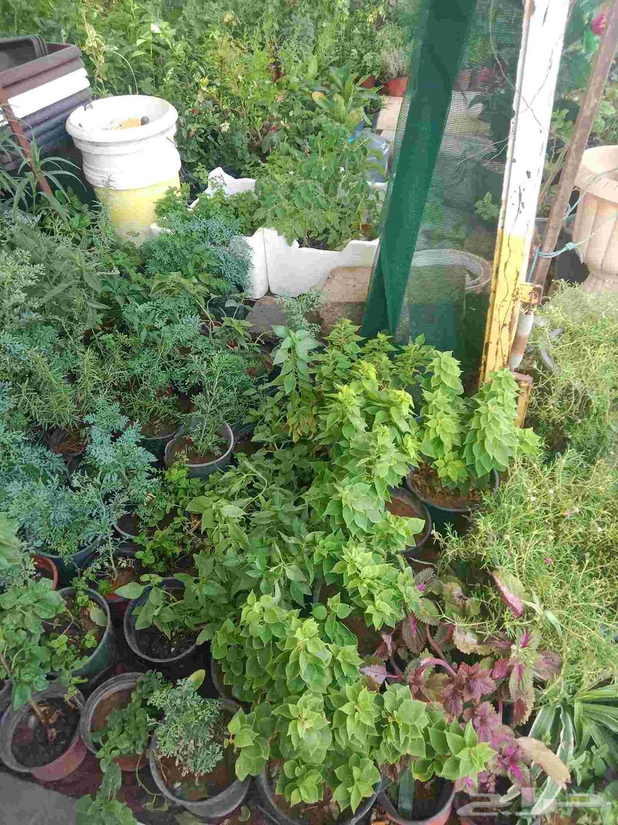 محمد الصعيدى للمقاولات وتصميم وانشاء الحدائق وتنسيق المزارع64582580434179111