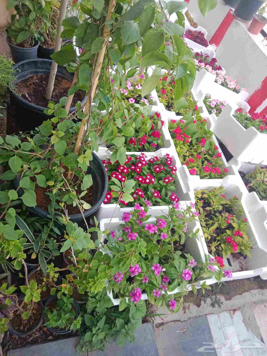 محمد الصعيدى للمقاولات وتصميم وانشاء الحدائق وتنسيق المزارع64582580434179112