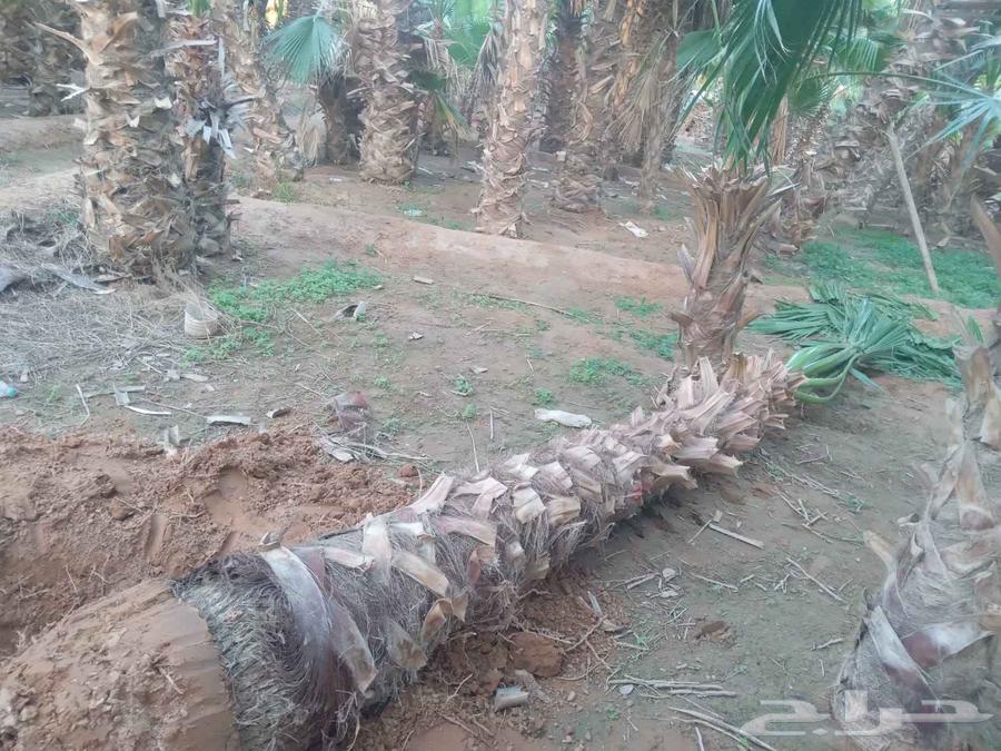 نخل واشنطن زيه للبيع64582388717443110