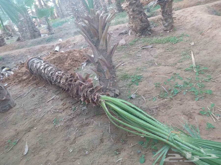 نخل واشنطن زيه للبيع64582388717443112