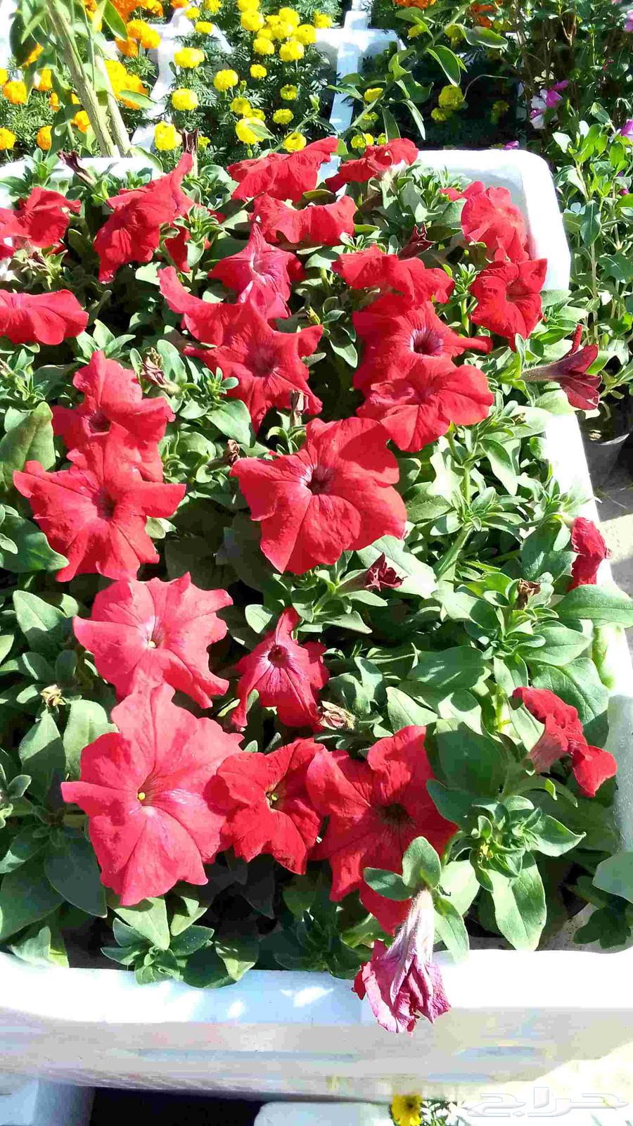 تنسيق حدائق بنواعها64572950710146112