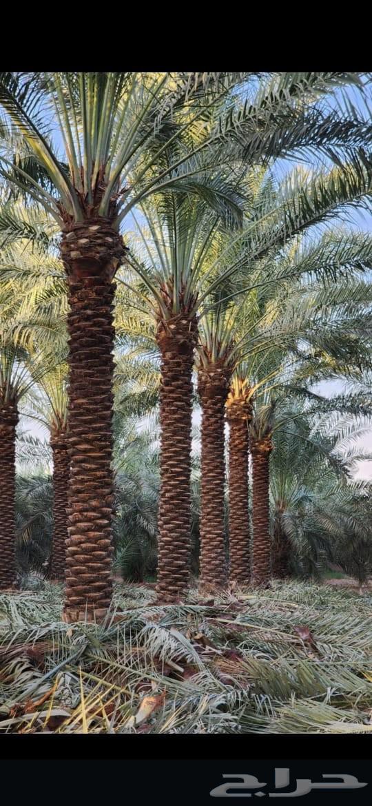 Supply and installation of all types of palm trees, removal, planting, and irrigation. Contact via64582612810498112