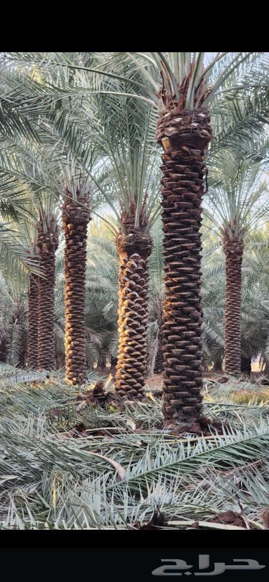 Supply and installation of all types of palm trees, removal, planting, and irrigation. Contact via64582612810498111