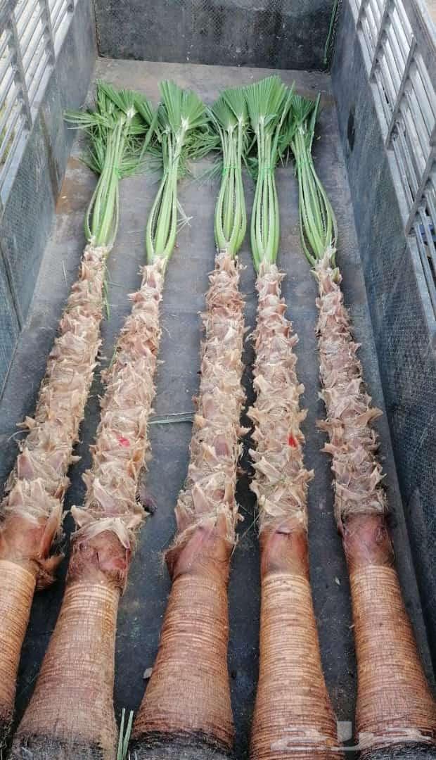 نخل واشنطن زيه للبيع64582388717443114