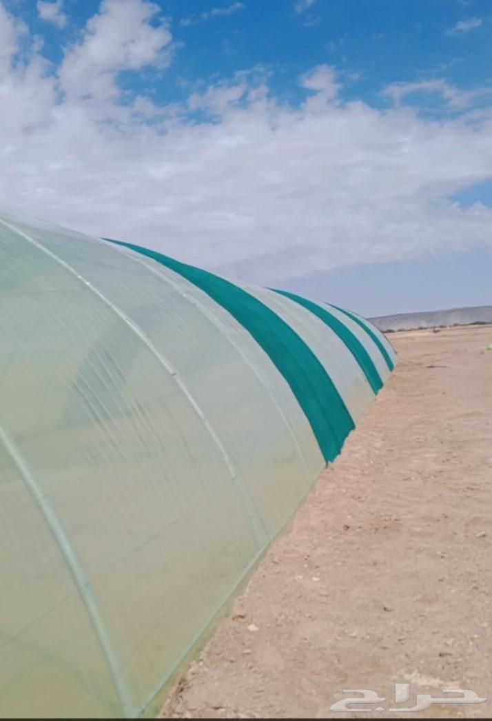 Engineer for installing insulated and non-insulated greenhouses64582501784449114