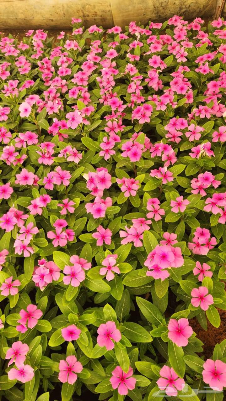 زرع طبيعي وصناعي وثيل طبيعي وصناعيه64582534225921114