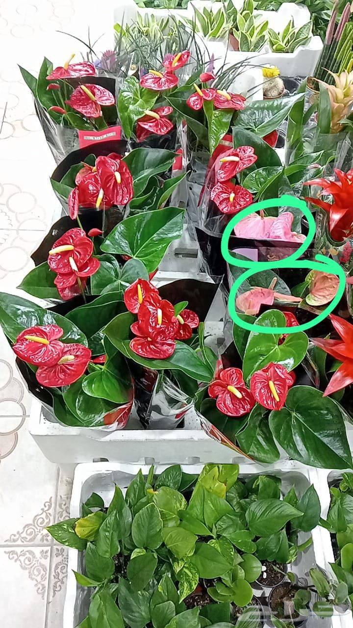 زرع طبيعي وصناعي وثيل طبيعي وصناعيه64582534225921112