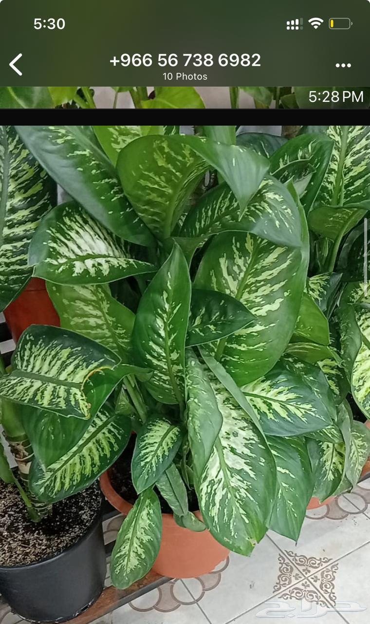 زرع طبيعي وصناعي وثيل طبيعي وصناعيه64582534225921110