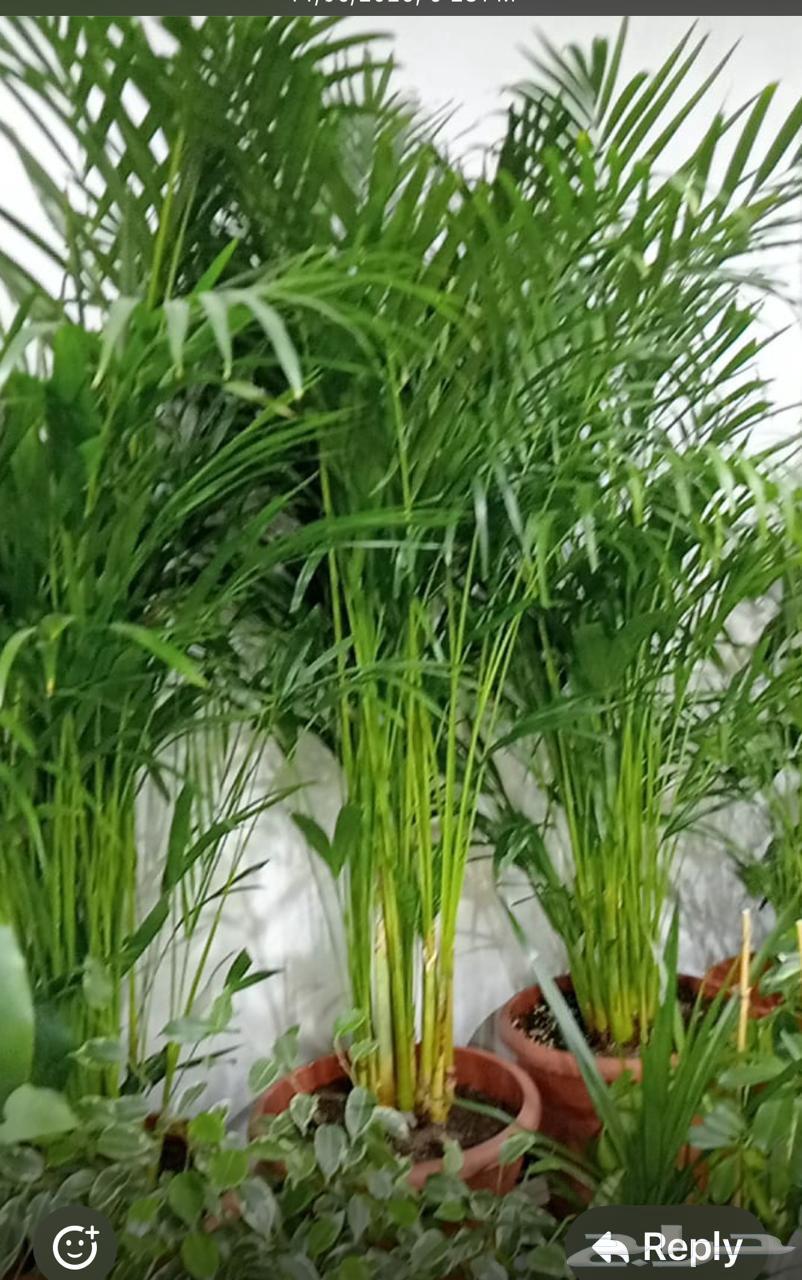 زرع طبيعي وصناعي وثيل طبيعي وصناعيه64582534225921111