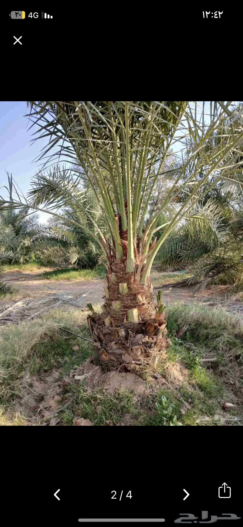 قلع وغرس ونقل النخيل بجميع انواعه64572901190017114